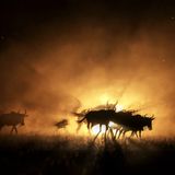 Commended - Gnus auf der Flucht