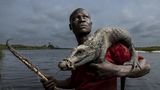 Itoua Brice posiert mit einem Zwergkrokodil, das er in den Sümpfen des Lake Télé Community Reserve, einem riesigen Sumpfwald im Kongo, gefangen hat. Die Einheimischen ziehen die Krokodile mit einer Liane aus ihren Höhlen, an der ein Haken befestigt ist. Krokodiljagd ist im Reservat für den lokalen Gebrauch erlaubt, der Verkauf der Tiere ohne Genehmigung ist jedoch verboten. Das Reserve wird gemeinsam von den kongolesischen Naturschutzbehörden und der Wildlife Conservation Society (WCS) verwaltet. 
