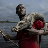 Itoua Brice posiert mit einem Zwergkrokodil, das er in den Sümpfen des Lake Télé Community Reserve, einem riesigen Sumpfwald im Kongo, gefangen hat. Die Einheimischen ziehen die Krokodile mit einer Liane aus ihren Höhlen, an der ein Haken befestigt ist. Krokodiljagd ist im Reservat für den lokalen Gebrauch erlaubt, der Verkauf der Tiere ohne Genehmigung ist jedoch verboten. Das Reserve wird gemeinsam von den kongolesischen Naturschutzbehörden und der Wildlife Conservation Society (WCS) verwaltet. 