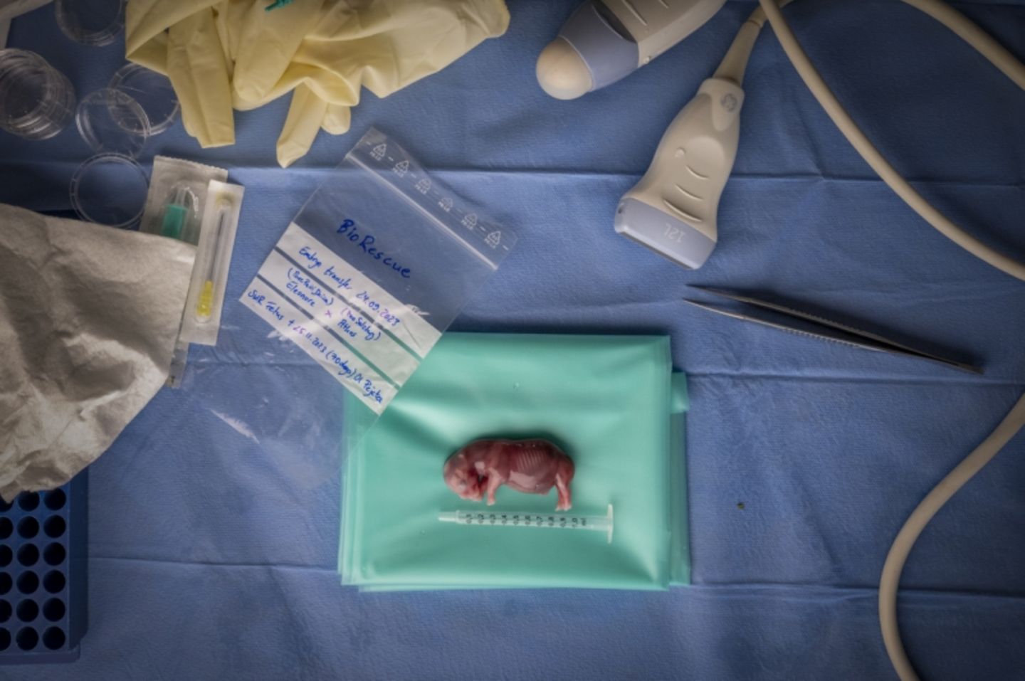 Im November 2023 erlangte ein Forschungsteam des Wissenschaftsprogramms BioRescue einen wissenschaftlichen Durchbruch: Ihnen war zum ersten Mal der Embryotransfer eines nördlichen Breitmaulnashorns geglückt - eine Leihmutter hatte einen Fötus hervorgebracht. Die Wissenschaftler forschen am Embryotransfer, um das nördliche Breitmaulnashorn vor dem Aussterben zu bewahren. Es gilt als das seltenste Großsäugetier der Welt und ist, auch aufgrund von Wilderei, so gut wie ausgestorben.