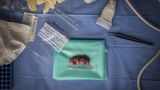 Im November 2023 erlangte ein Forschungsteam des Wissenschaftsprogramms BioRescue einen wissenschaftlichen Durchbruch: Ihnen war zum ersten Mal der Embryotransfer eines nördlichen Breitmaulnashorns geglückt - eine Leihmutter hatte einen Fötus hervorgebracht. Die Wissenschaftler forschen am Embryotransfer, um das nördliche Breitmaulnashorn vor dem Aussterben zu bewahren. Es gilt als das seltenste Großsäugetier der Welt und ist, auch aufgrund von Wilderei, so gut wie ausgestorben.