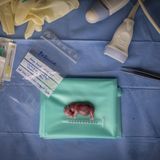 Im November 2023 erlangte ein Forschungsteam des Wissenschaftsprogramms BioRescue einen wissenschaftlichen Durchbruch: Ihnen war zum ersten Mal der Embryotransfer eines nördlichen Breitmaulnashorns geglückt - eine Leihmutter hatte einen Fötus hervorgebracht. Die Wissenschaftler forschen am Embryotransfer, um das nördliche Breitmaulnashorn vor dem Aussterben zu bewahren. Es gilt als das seltenste Großsäugetier der Welt und ist, auch aufgrund von Wilderei, so gut wie ausgestorben.