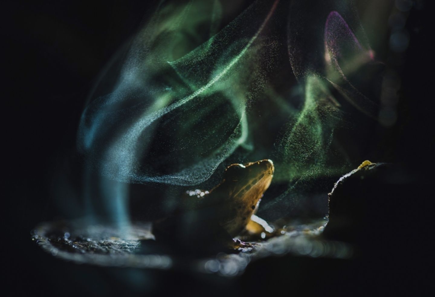 "Himmlischer Frosch" nennt Shivang Mehta dieses Bild. Es zeigt einen Indirana — eine Gattung kleiner, schlanker Frösche, die in den Westghats in Indien endemisch und deshalb allgemein auch als "indische Frösche" bekannt sind. Das kleine Tier ruht friedlich auf einem Baumpilz, dessen zähe, holzige Struktur ihm als Sitzplatz dient. Die geheimnisvolle und wie verzauberte Atmosphäre erzeugen die schimmernden Reflexionen von Pilzsporen, die ein hinter dem Pilz hervorbrechender Lichtblitz sichtbar macht.