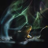 "Himmlischer Frosch" nennt Shivang Mehta dieses Bild. Es zeigt einen Indirana — eine Gattung kleiner, schlanker Frösche, die in den Westghats in Indien endemisch und deshalb allgemein auch als "indische Frösche" bekannt sind. Das kleine Tier ruht friedlich auf einem Baumpilz, dessen zähe, holzige Struktur ihm als Sitzplatz dient. Die geheimnisvolle und wie verzauberte Atmosphäre erzeugen die schimmernden Reflexionen von Pilzsporen, die ein hinter dem Pilz hervorbrechender Lichtblitz sichtbar macht.