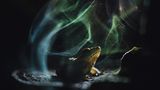 "Himmlischer Frosch" nennt Shivang Mehta dieses Bild. Es zeigt einen Indirana — eine Gattung kleiner, schlanker Frösche, die in den Westghats in Indien endemisch und deshalb allgemein auch als "indische Frösche" bekannt sind. Das kleine Tier ruht friedlich auf einem Baumpilz, dessen zähe, holzige Struktur ihm als Sitzplatz dient. Die geheimnisvolle und wie verzauberte Atmosphäre erzeugen die schimmernden Reflexionen von Pilzsporen, die ein hinter dem Pilz hervorbrechender Lichtblitz sichtbar macht.