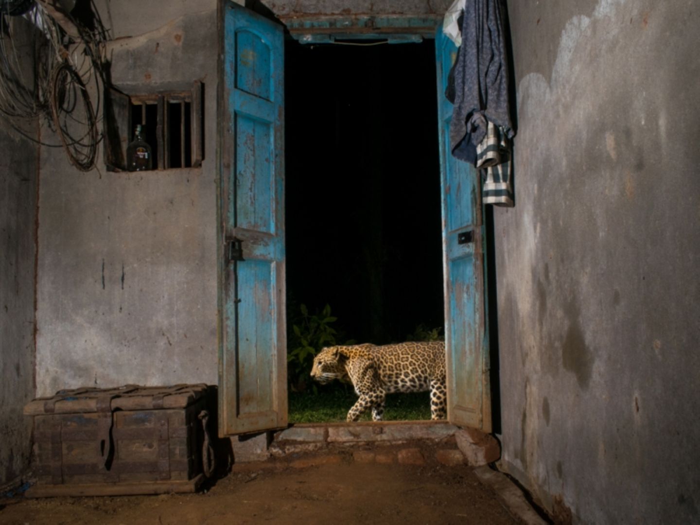 Der indische Fotograf Pruthvi hatte sich für ein Projekt auf die Spuren eines Leoparden begeben und verfolgte dessen Bewegungen mithilfe einer Kamerafalle, die er in einem ländlichen Haus aufgestellt hatte. So gelang es Pruthvi, diesen intimen Moment einzufangen, als der Leopard vor der offenen Eingangstür des Gebäudes entlang lief. Die Aufnahme verbildlicht die Fähigkeit des Leoparden zur Koexistenz mit dem Menschen.