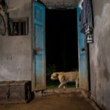 Der indische Fotograf Pruthvi hatte sich für ein Projekt auf die Spuren eines Leoparden begeben und verfolgte dessen Bewegungen mithilfe einer Kamerafalle, die er in einem ländlichen Haus aufgestellt hatte. So gelang es Pruthvi, diesen intimen Moment einzufangen, als der Leopard vor der offenen Eingangstür des Gebäudes entlang lief. Die Aufnahme verbildlicht die Fähigkeit des Leoparden zur Koexistenz mit dem Menschen.