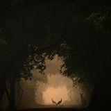Im Keoladeo-Nationalpark stehen zwei Pfauenhennen anmutig im Licht. Plötzlich tritt eine Nilgauantilope leise ins Bild, was zu diesem besonderen Moment führte. Die Spontanität dieser Begegnung ist von einer mystischen, fast unwirklichen Atmosphäre umgeben.