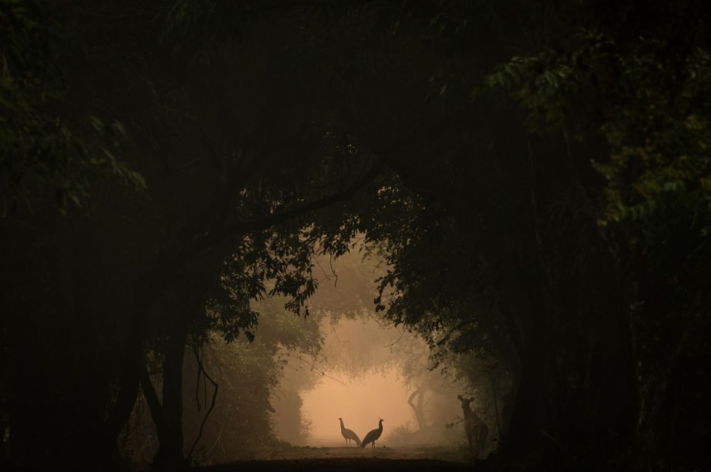 Im Keoladeo-Nationalpark stehen zwei Pfauenhennen anmutig im Licht. Plötzlich tritt eine Nilgauantilope leise ins Bild, was zu diesem besonderen Moment führte. Die Spontaneität dieser Begegnung ist von einer mystischen, fast unwirklichen Atmosphäre umgeben.