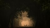 Im Keoladeo-Nationalpark stehen zwei Pfauenhennen anmutig im Licht. Plötzlich tritt eine Nilgauantilope leise ins Bild, was zu diesem besonderen Moment führte. Die Spontaneität dieser Begegnung ist von einer mystischen, fast unwirklichen Atmosphäre umgeben.