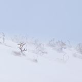 Eingeschneite Tiere in Sápmi