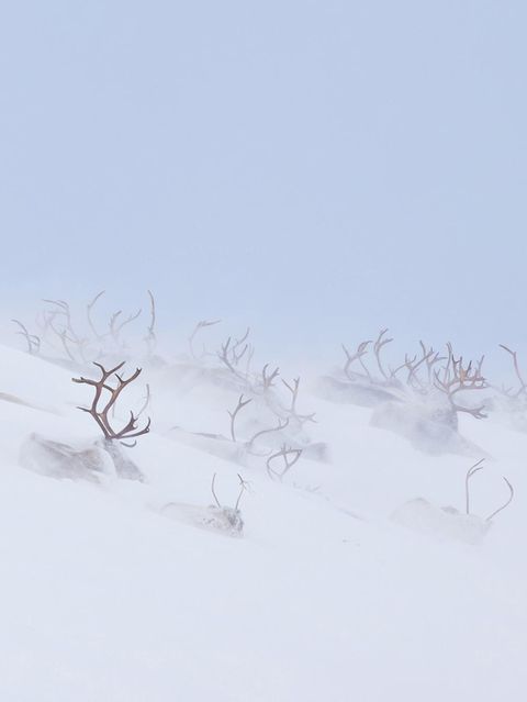 Eingeschneite Tiere in Sápmi