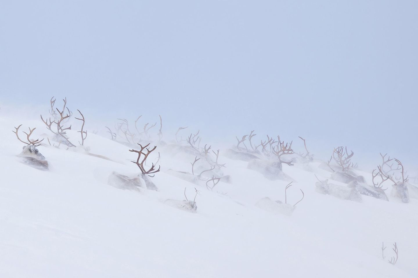 Die Schneewüste lebt Eingeschneite Tiere in Sápmi