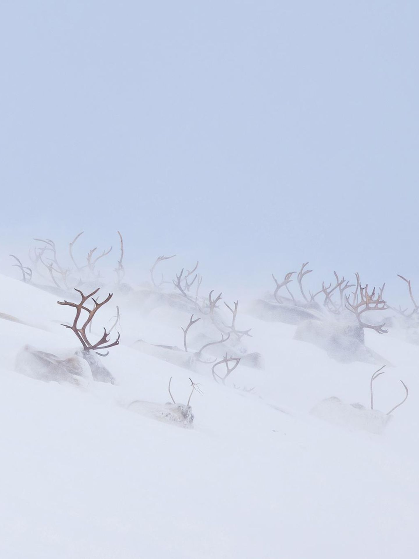 Eingeschneite Tiere in Sápmi