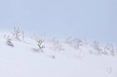 Eingeschneite Tiere in Sápmi