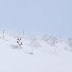 Eingeschneite Tiere in Sápmi