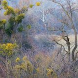 Grüne Mistelzweige, die in der Winterlandschaft auffallen