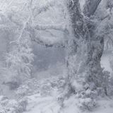 Eingeschneiter Baum nach Schneesturm in den japanischen Bergen