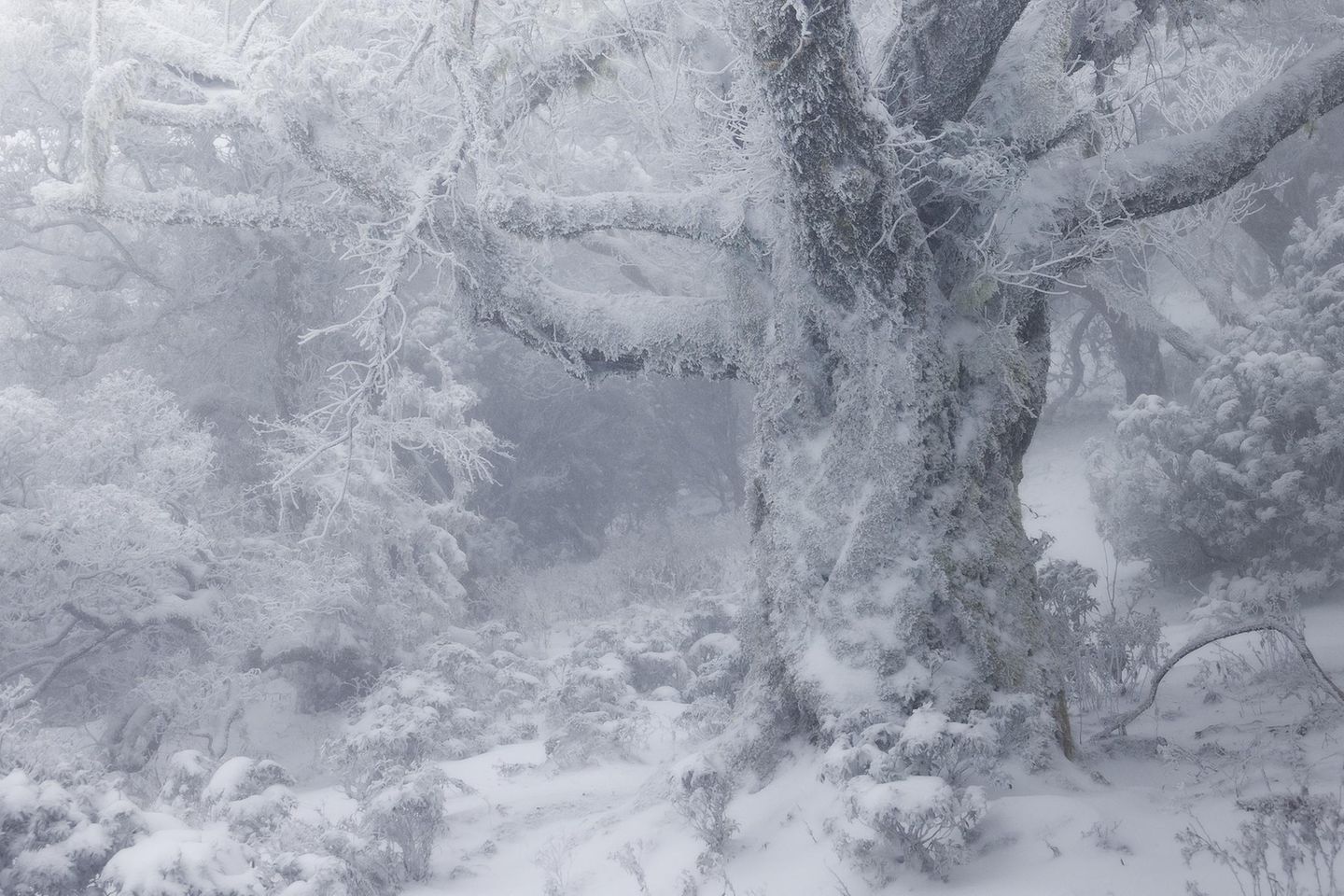 In Kälte gehüllt Eingeschneiter Baum nach Schneesturm in den japanischen Bergen