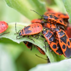 Feuerwanzen treten meist in Gruppen auf. Trotz ihrer Signalfarbe sind die Tiere völlig harmlos