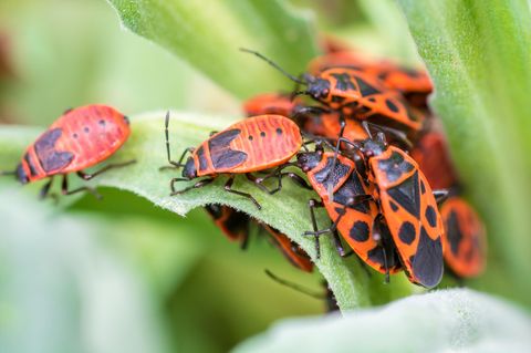 Feuerwanzen treten meist in Gruppen auf. Trotz ihrer Signalfarbe sind die Tiere völlig harmlos