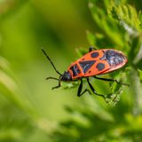 Feuerwanze auf Pflanze