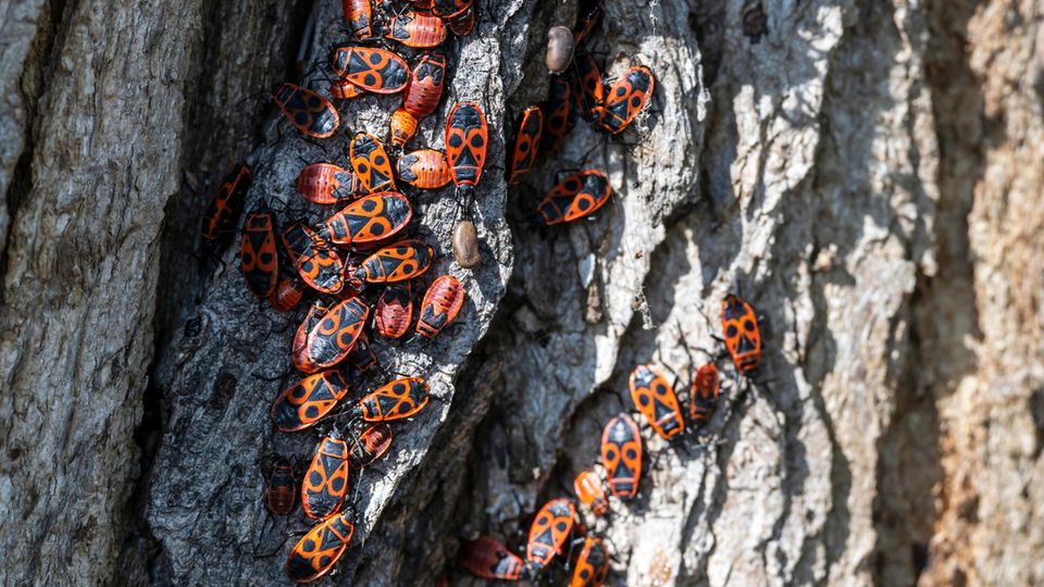 Feuerwanzen an einem Baumstamm