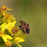 Knappe auf einer Pflanze