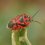 Gemüsewanze auf Pflanze