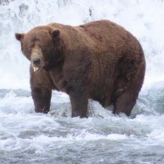 Alaska: Wer ist der Dickste? Braunbär "Chunk" gewinnt den "Fat Bear"-Wettbewerb
