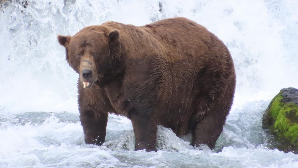 Alaska: Wer ist der Dickste? Braunbär "Chunk" gewinnt den "Fat Bear"-Wettbewerb