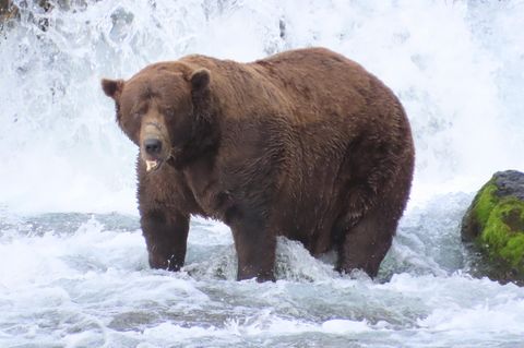 Alaska: Wer ist der Dickste? Braunbär "Chunk" gewinnt den "Fat Bear"-Wettbewerb