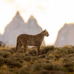 Ein Puma steht in der Berglandschaft des Torres del Paine Nationalparks
