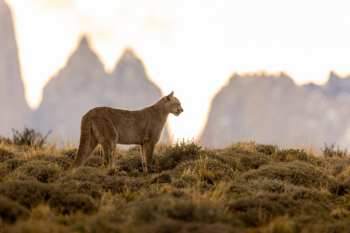 Ein Puma steht in der Berglandschaft des Torres del Paine Nationalparks
