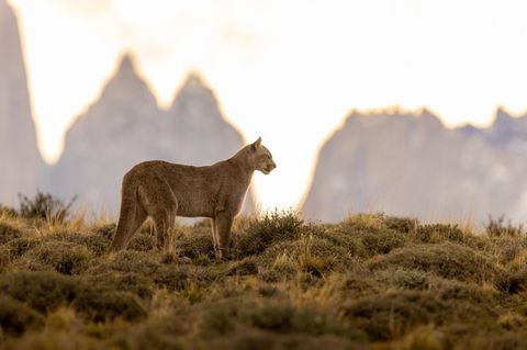 Ein Puma steht in der Berglandschaft des Torres del Paine Nationalparks