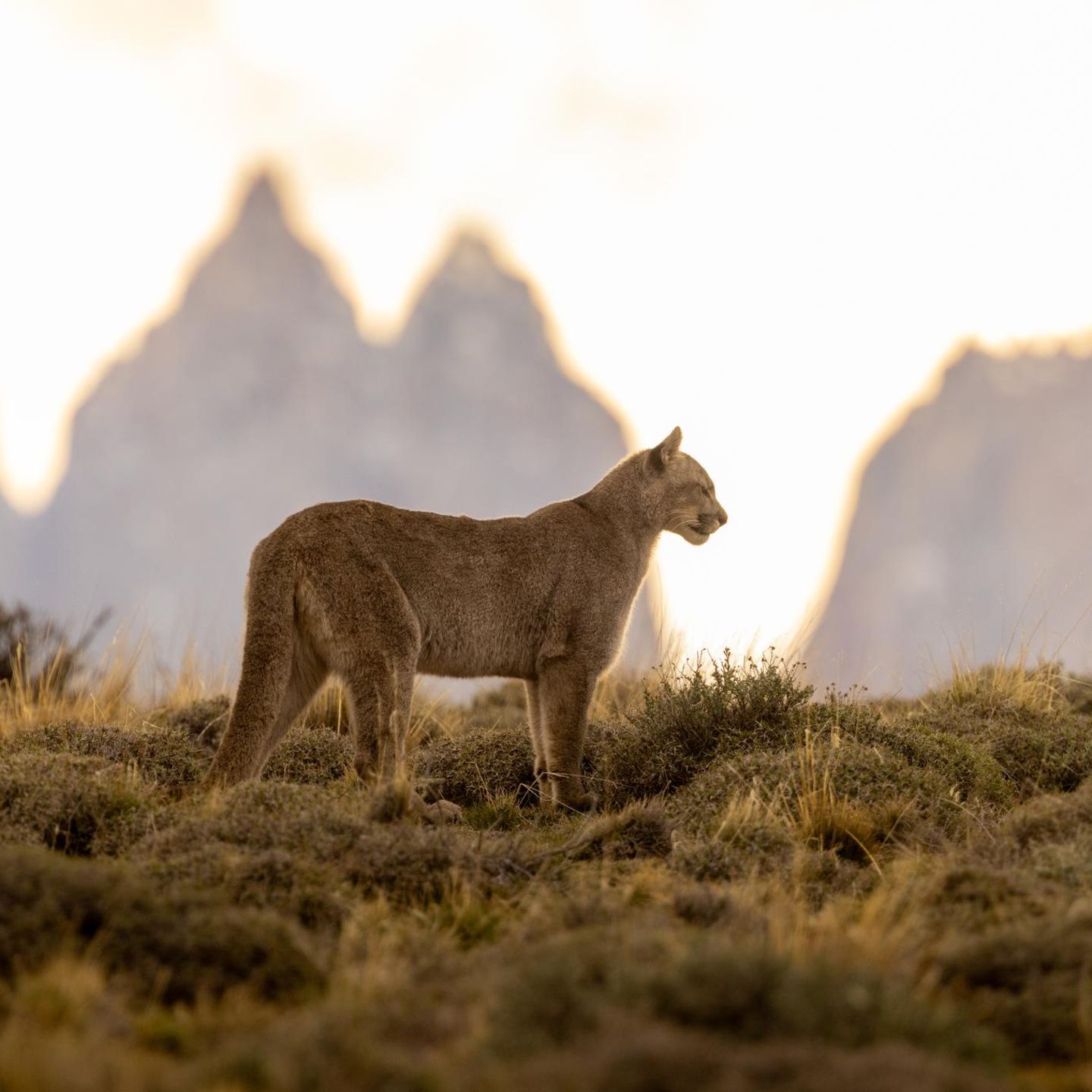 Ein Puma steht in der Berglandschaft des Torres del Paine Nationalparks