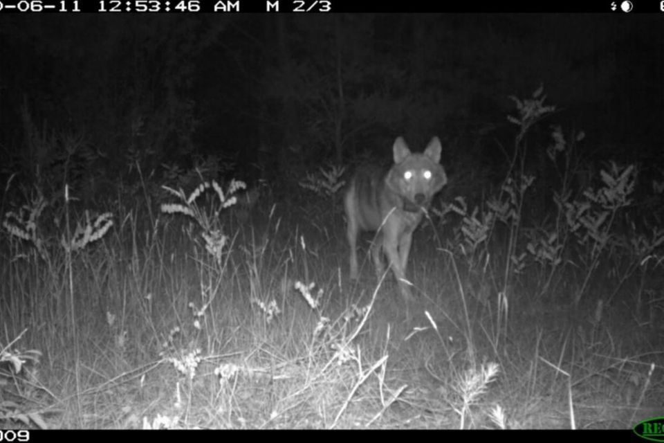 Ein Wolf in der Kamerafalle