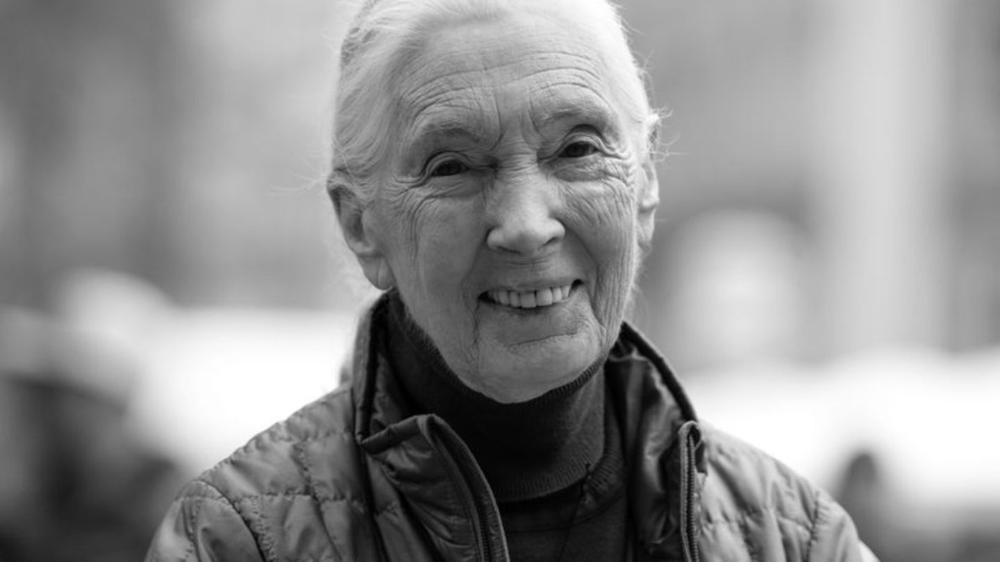 Die britische Schimpansen-Forscherin und Umwelt-Aktivistin Jane Goodall ist tot. Foto: Sven Hoppe/dpa