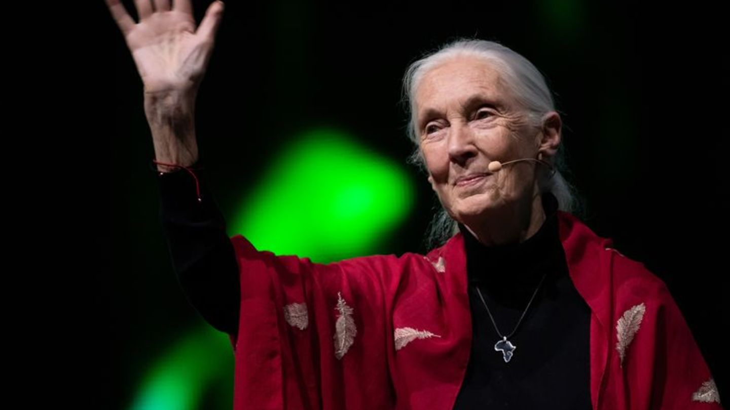 Der Tod der berühmten Schimpansenforscherin Jane Goodall hat weltweit Trauer ausgelöst. (Archivbild) Foto: Sven Hoppe/dpa