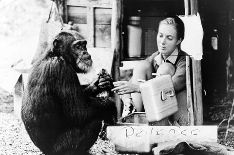 Jane Goodall mit einem Schimpansen
