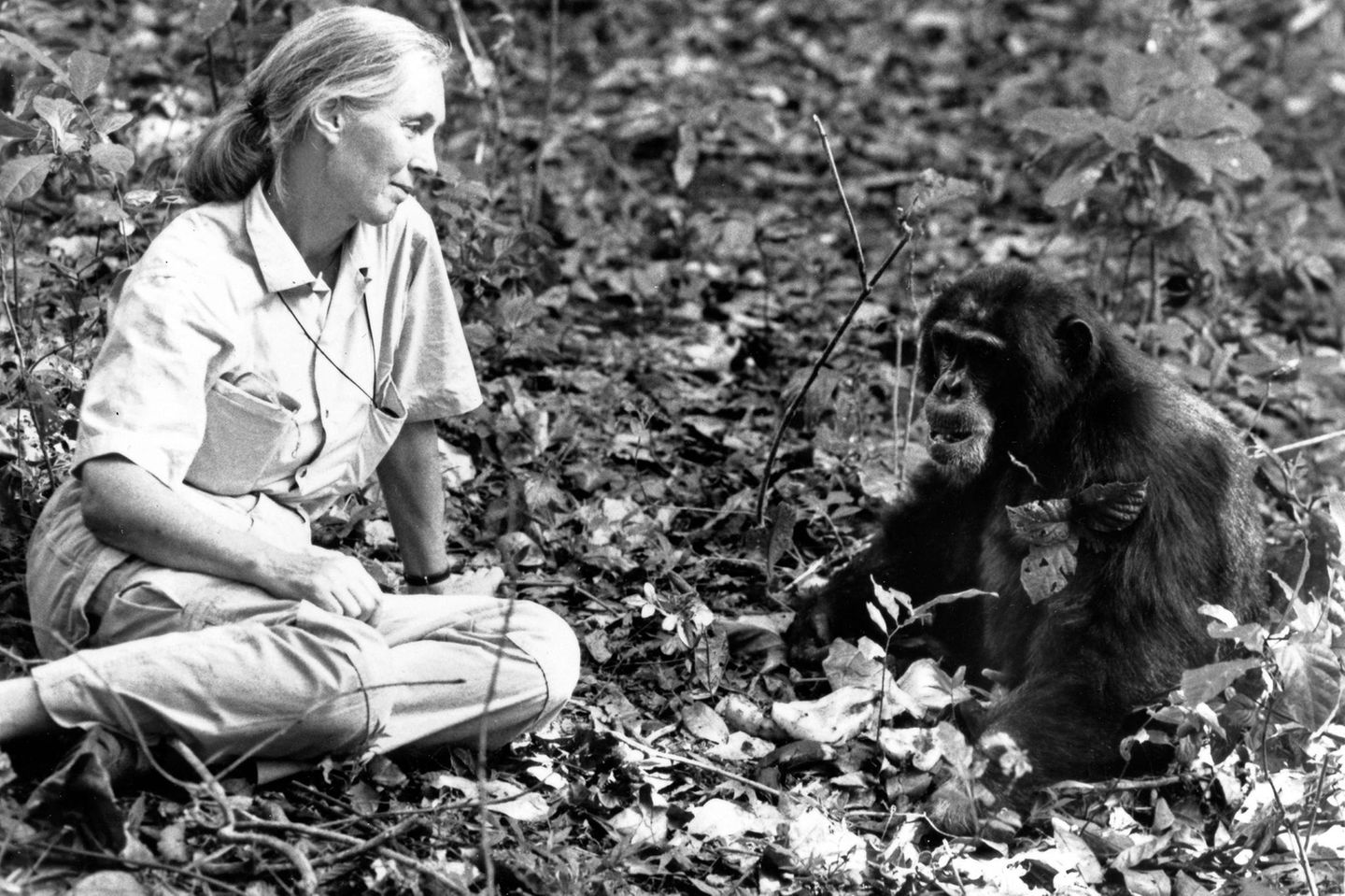 Jane Goodall mit einem Affen