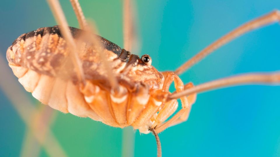 Weberknechte unterscheiden sich von Zitterspinnen durch kompakten Körperbau und seitlich sitzende Augen. Ihre Geheimwaffe: Bei Gefahr können sie zur Ablenkung ein Bein abwerfen, das bis zu eine Stunde lang weiterzuckt