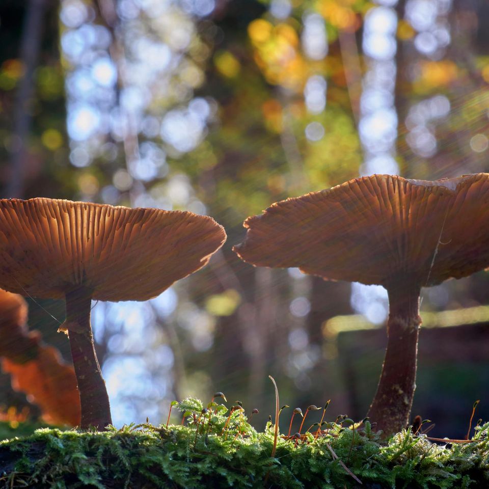 Pilze im Wald, Dunkler Hallimasch (Armillaria ostoyae)
