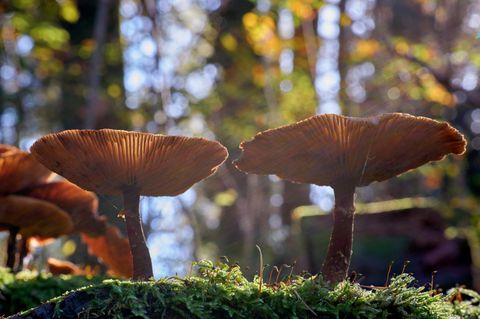 Pilze im Wald, Dunkler Hallimasch (Armillaria ostoyae)