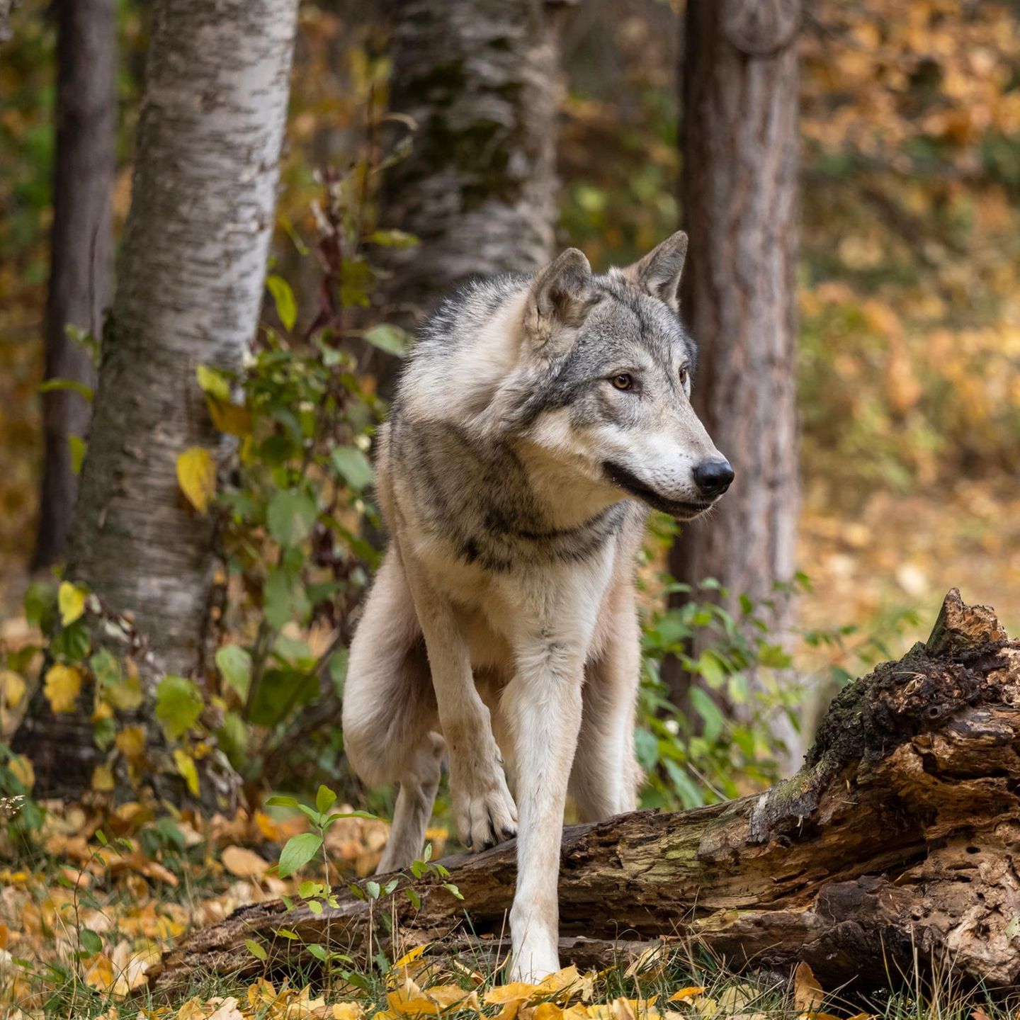 Wolf