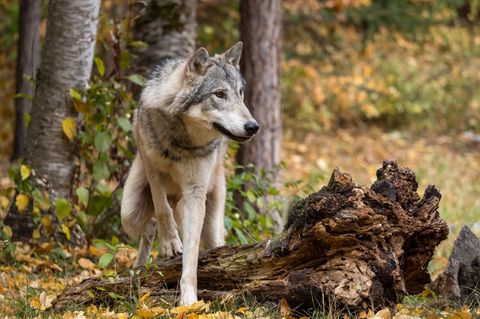 Wolf