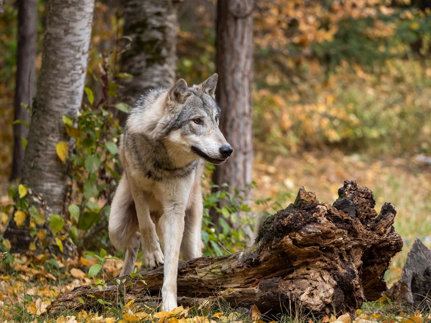 Wolf