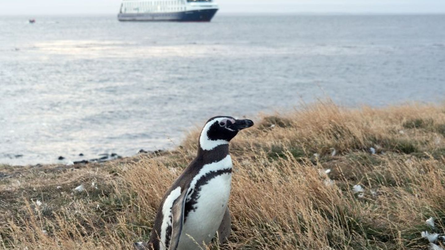 An Land ungelenk, im Wasser pfeilschnell: Auf der Insel Magdalena leben die Magellanpinguine. Foto: Andreas Drouve/dpa-tmn
