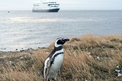 An Land ungelenk, im Wasser pfeilschnell: Auf der Insel Magdalena leben die Magellanpinguine. Foto: Andreas Drouve/dpa-tmn