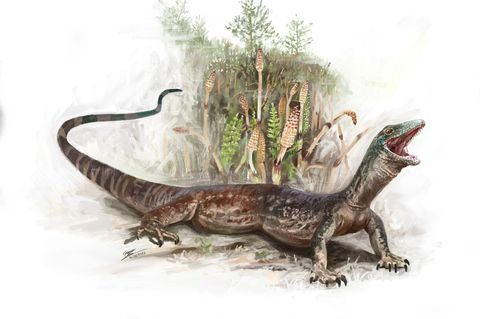 Der Kiefer einer Schlange, der Körper einer Echse: Vor 167 Millionen Jahren machte Breugnathair elgolensis Jagd auf und kleinere Echsen, frühe Säugetiere und sogar junge Dinosaurier